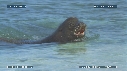 OTARIES