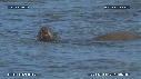 OTARIES