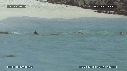 OTARIES