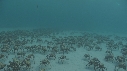 ARAIGNEES DE MER