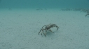 ARAIGNEES DE MER