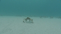 ARAIGNEES DE MER