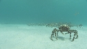 ARAIGNEES DE MER