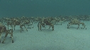 ARAIGNEES DE MER
