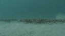 ARAIGNEES DE MER