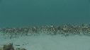 ARAIGNEES DE MER
