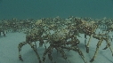 ARAIGNEES DE MER
