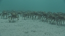 ARAIGNEES DE MER