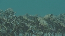 ARAIGNEES DE MER