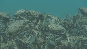 ARAIGNEES DE MER