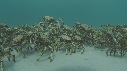 ARAIGNEES DE MER