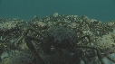 ARAIGNEES DE MER