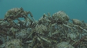 ARAIGNEES DE MER