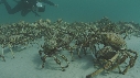 ARAIGNEES DE MER