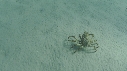 ARAIGNEES DE MER