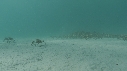 ARAIGNEES DE MER