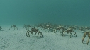 ARAIGNEES DE MER