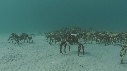 ARAIGNEES DE MER
