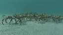 ARAIGNEES DE MER