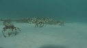 ARAIGNEES DE MER
