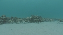 ARAIGNEES DE MER