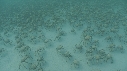 ARAIGNEES DE MER