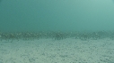 ARAIGNEES DE MER