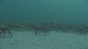 ARAIGNEES DE MER