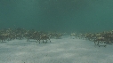 ARAIGNEES DE MER