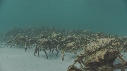 ARAIGNEES DE MER
