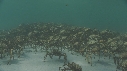ARAIGNEES DE MER
