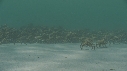 ARAIGNEES DE MER