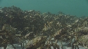 ARAIGNEES DE MER