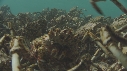 ARAIGNEES DE MER