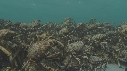 ARAIGNEES DE MER