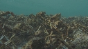 ARAIGNEES DE MER