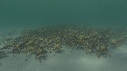 ARAIGNEES DE MER