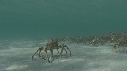 ARAIGNEES DE MER