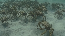 ARAIGNEES DE MER