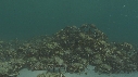 ARAIGNEES DE MER