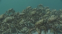 ARAIGNEES DE MER