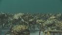 ARAIGNEES DE MER