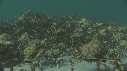 ARAIGNEES DE MER