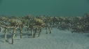 ARAIGNEES DE MER