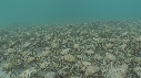 ARAIGNEES DE MER