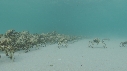 ARAIGNEES DE MER
