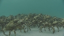 ARAIGNEES DE MER