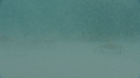 ARAIGNEES DE MER