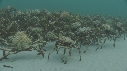 ARAIGNEES DE MER
