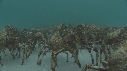 ARAIGNEES DE MER